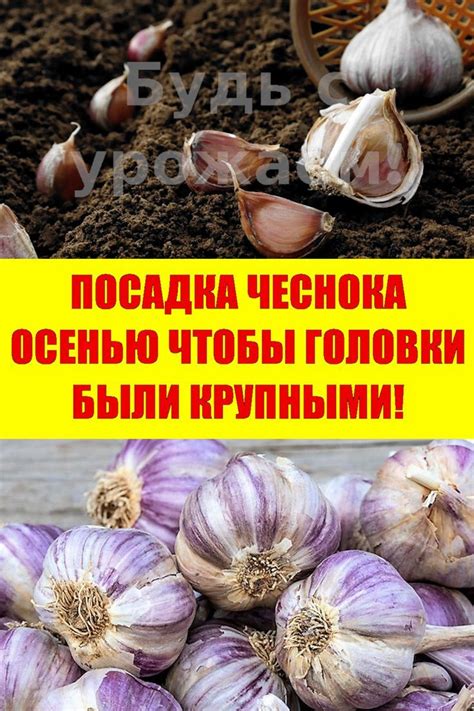 Как влияет степень зрелости на вкус головок чеснока?