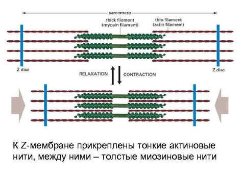 Как возникает формирование названия "толстые миозиновые нити"?