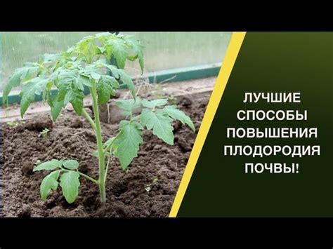 Как восстановить плодородие почвы: 5 способов после выращивания томатов