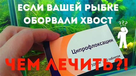 Как восстановить хвост рыбке петушку: эффективные способы