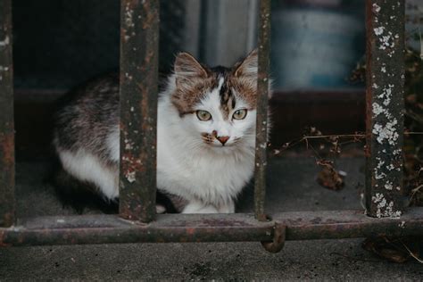 Как выбрать бездомного кота в приюте