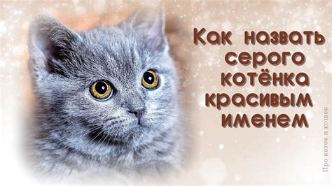 Как выбрать имя для умного кота из сказки Золотой ключик