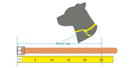 Как выбрать подходящий размер ошейника для собаки