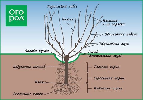 Как выбрать правильное время для обрезки астильбы