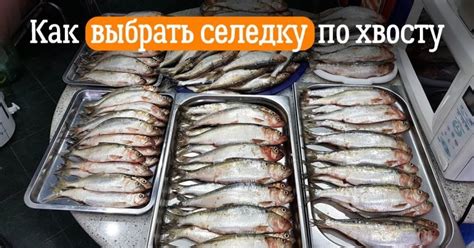 Как выбрать правильную соленую селедку для кормления кур