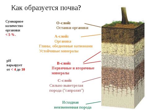 Как выбрать правильный тип грунта