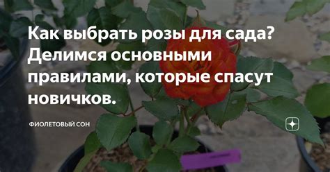 Как выбрать розы для сада: советы по цветовому сочетанию и размеру