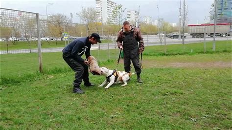 Как вылизывание проявляется в защите хозяина