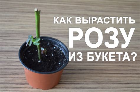 Как вырастить розу из букета: методы и советы