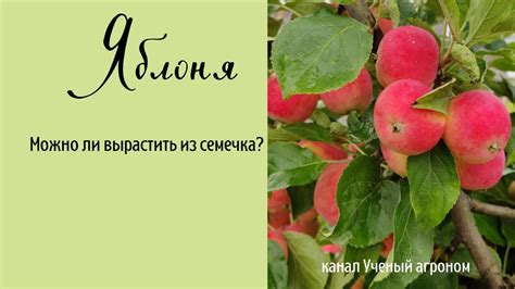 Как вырастить яблоню из семечка: подробная инструкция