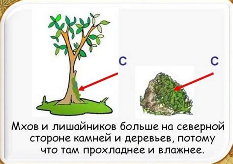 Как выяснить север по мху?