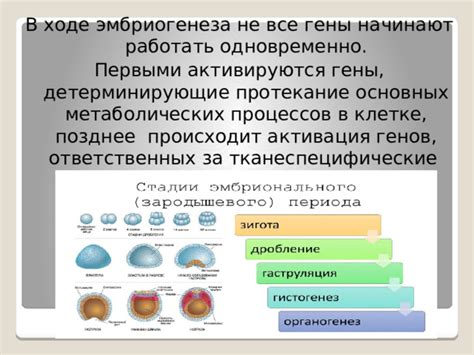 Как гены активируются через перекомбинацию