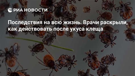 Как действовать после удаления клеща?