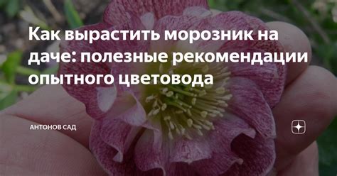 Как действует морозник на организм