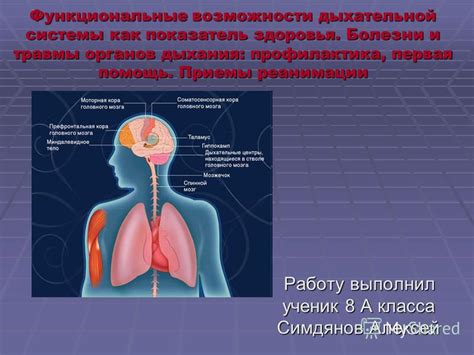 Как действует стресс на работу дыхательной системы?