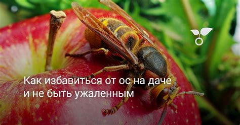 Как избавиться от ос во дворе