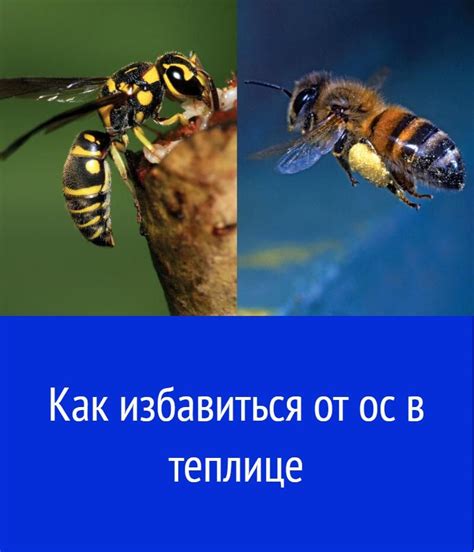 Как избавиться от ос в теплице натуральными средствами?