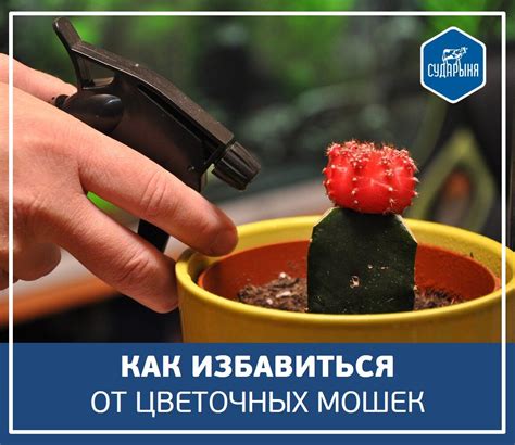 Как избавиться от тещиной дорожки