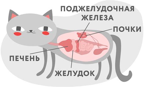 Как избежать неприятного запаха тухлятиной у вашего кота