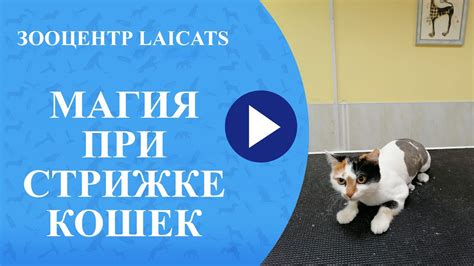 Как избежать травм и боль у котят при стрижке