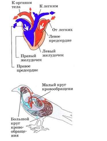 Как избежать травм крыльев у птиц