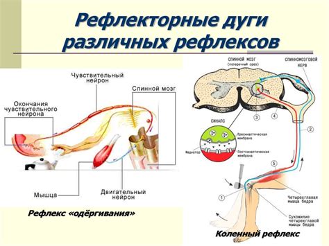 Как измерить развитие речи через подбородочный рефлекс?