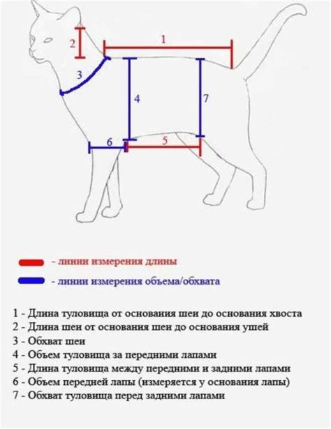 Как измерить размеры лапы