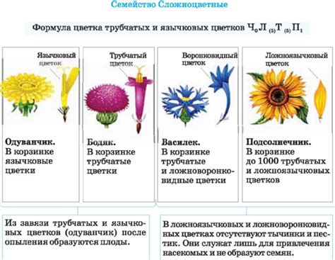 Как изобразить цветы и растения, характерные для июля