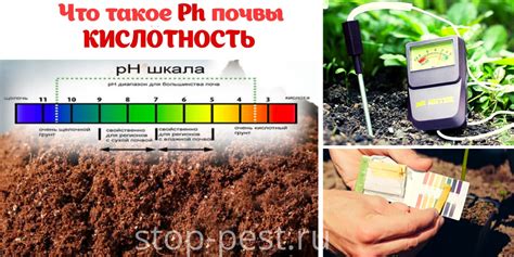 Как использовать агрохимические методы раскисления почвы