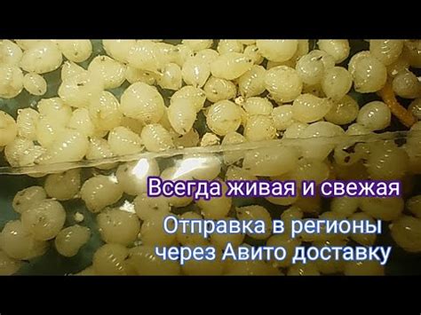 Как использовать личинку для взлома Гелендвагена?