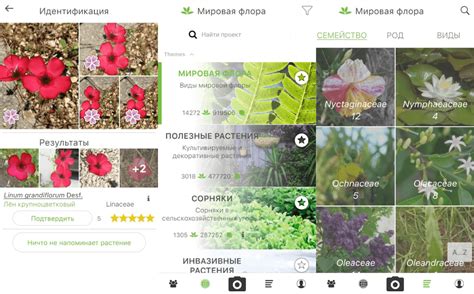 Как использовать мобильное приложение для определения названия цветка