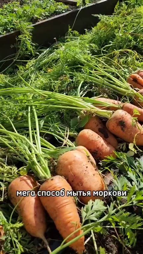 Как исправить горечь моркови?