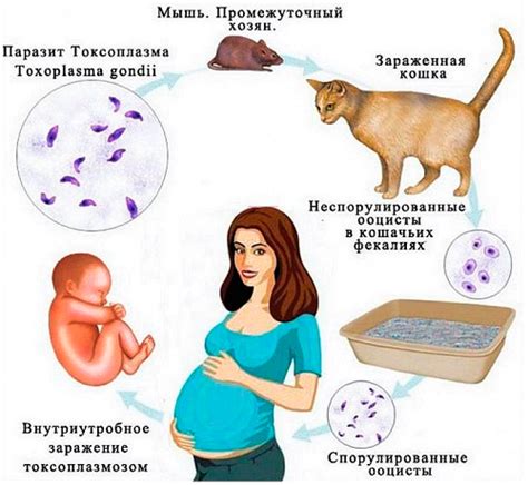 Как можно заразиться токсоплазмозом