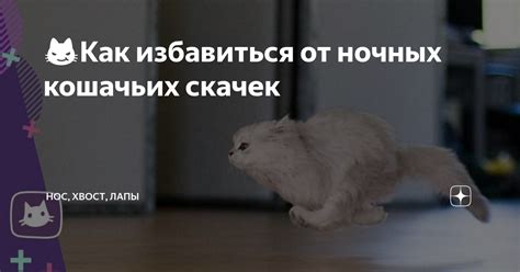 Как можно избавиться от ночных орков британского кота?