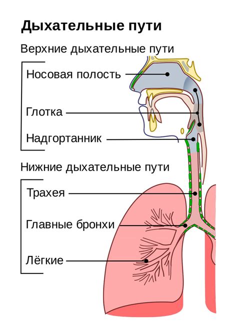 Как можно лечить хрипы в горле при выдохе