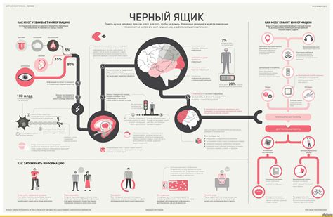 Как мозг усваивает новую информацию