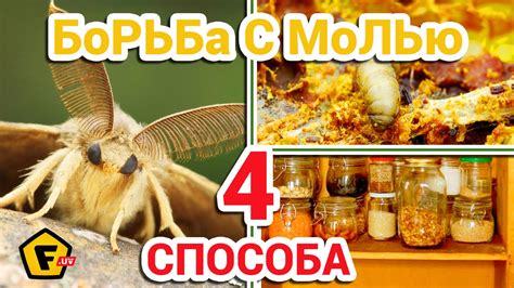 Как моль выживает в условиях минус 1 степень