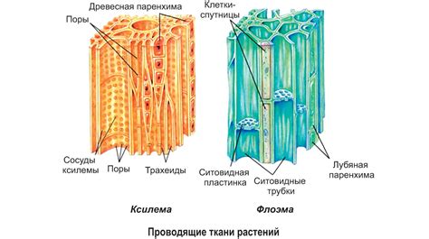 Как называется проводящая ткань флоэма?