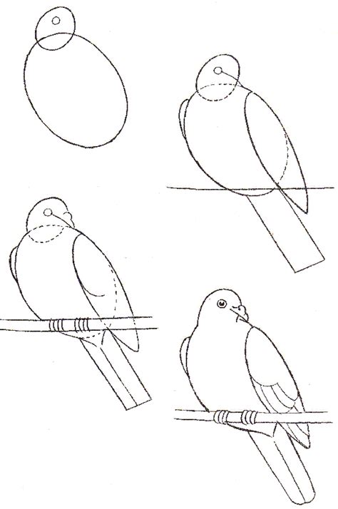 Как нарисовать голову и клюв голубя