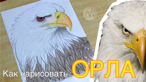 Как нарисовать двухглавого орла на гербе