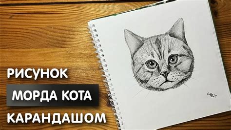 Как нарисовать кота на YouTube