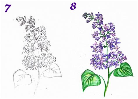 Как нарисовать лист сирени карандашом