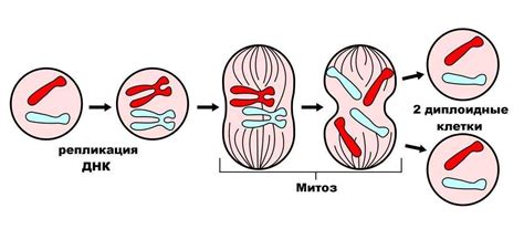 Как нарисовать митоз