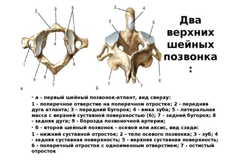 Как нарисовать подробную схему шейного позвонка