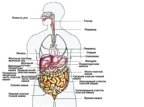 Как нарушения пищеварительной системы влияют на нижнюю часть живота