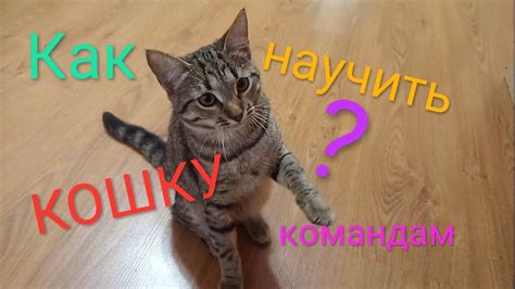 Как научить кошку командам?