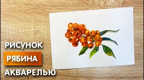 Как начинающим нарисовать рябину карандашом