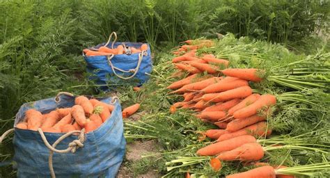 Как не повредить растения при поливе моркови