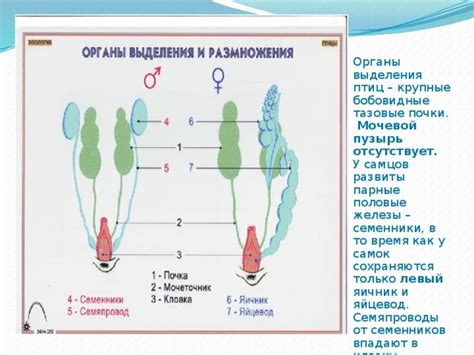 Как обнаружить бобовидные грыжи?