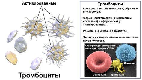 Как образуются тромбоциты